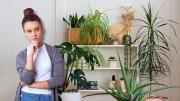 ¿Cuántas plantas necesitas tener dentro de casa para purificar el aire?