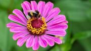 Ni margaritas ni petunias: la planta de rápido crecimiento que convertirá tu jardín en un paraíso