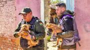Rescatan a 40 canes en situación crítica de un criadero clandestino