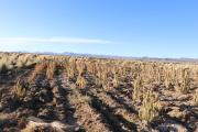 Campesinos de Yunchará enfrentan dificultades por el clima: preocupación por cultivos y forraje