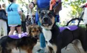 Adopción de mascotas en CABA: una jornada para encontrar amor en cuatro patas