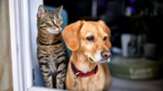 La aplicación que creó un argentino para encontrar a las mascotas: cómo funciona Pet Care App