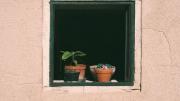Con este truco vas a poder plantar en macetas como un jardinero profesional