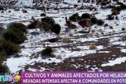 Nevada “moderada” cubre 5 municipios de Potosí y helada afecta a 100 familias del departamento