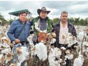 Con la mira en el mercado internacional, Bolivia reabre la producción algodonera