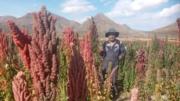 Productores de quinua: Programa Procamqui benefició más a empresas adjudicatarias
