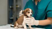 Misión Nevado: jornada de atención integral veterinaria en Miranda este 28 de junio