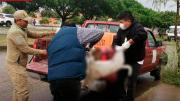 Aprehenden a dos personas por quitar la vida a un perro con una picota