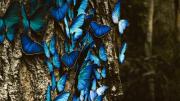 ¡Paseos gratis! Conoce las mariposas azules de Los Ángeles: fechas y horarios disponibles