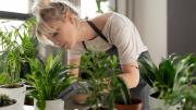 Por qué se ESTRESAN las PLANTAS y cómo evitar que suceda