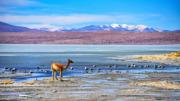 Restringen ingreso a la Reserva Eduardo Avaroa por nevada en Potosí