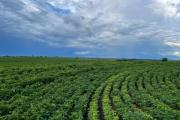 Perspectivas de la agricultura en Venezuela: ¿Más oportunidades que desafíos o más desafíos que oportunidades?