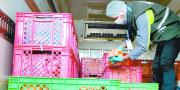 Comisan 700 quintales de maíz y 2.500 unidades de pollo en menos de 24 horas