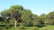 El árbol con la madera más resistente del mundo crece en Argentina