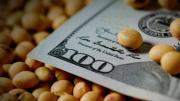 La soja cerró una semana de precios a la baja en Chicago y en Argentina