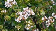 Árbol de Jade en invierno: cómo hacer que florezca y llene de color todo tu jardín