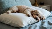 Qué significa que tu perro prefiera dormir en tu almohada y no a los pies de la cama