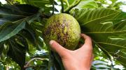 El árbol de América Latina que crece donde nada crece: alimenta a millones en el mundo y desató un motín