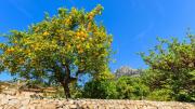 Los expertos en jardinería revelaron los SECRETOS sobre como hacer florecer un LIMONERO en casa