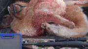 Le decomisaron dos guanacos a un cazador en un control en la ruta 27