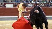 ¿Es verdad que los toros odian el color rojo? La respuesta sobre este mito te sorprenderá