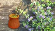 Cómo evitar la acidez del mate: el ingrediente mágico que pone fin a este problema