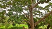 El árbol con la madera más liviana y resistente del mundo crece en América Latina