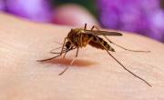 ¿Por qué hay mosquitos en pleno invierno?