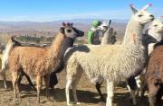 Bolivia en conversaciones para exportar charque de llama a Estados Unidos
