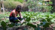 Cómo mejorar tu HUERTA con 0 PESOS: los tres consejos para mantener gratis tus plantas