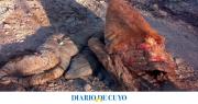 Otro caso de crueldad animal: apareció un caballo descuartizado en Campo Afuera