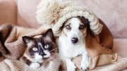 Ola polar en Córdoba: cómo cuidar a perros y gatos del frío con abrigo, refugio y control veterinario