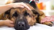 Advierten por aumento de casos de moquillo y piden vacunar a los perros