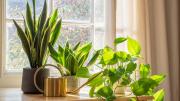 Estos cinco consejos te van a ayudar a volverte el mejor jardinero, según los expertos