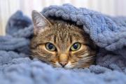 Mascotas en invierno: ¿es necesario abrigar a tu gato durante la ola de frío?