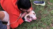 Luchador de artes marciales logra sobrevivir al ataque de dos pitbulls