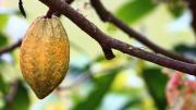 2. La agroecología y el ecoturismo como alternativa al expansionismo minero aurífero hacia la Amazonía