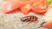 Pocos lo saben: el ingrediente letal que extermina plagas de cucarachas en tan solo 24 horas