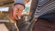Qué significa que tu gato te “amase” con sus patitas: el tierno gesto que revela mucho