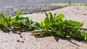 Te explico por qué deberías colocar vinagre blanco en las malas hierbas del jardín