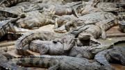 ¡Polémica en Florida! Trump inaugura Alligator Alcatraz: la cárcel para migrantes rodeada de cocodrilos