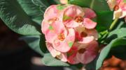 Ni abono casero ni poda: lo que debes hacer con tu Corona de Cristo para que estalle de flores en invierno