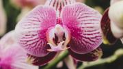 Un chorrito de este abono casero y tus orquídeas florecerán con fuerza en julio