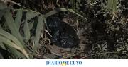 Beba asesinada: citarán a cuatro mujeres para empezar a hacer los cotejos de ADN