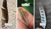 Test de personalidad: elegí tu pluma y enterate qué tenés que dejar ir para crecer en la vida