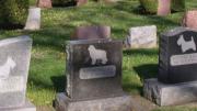 En Santa Cruz quieren crear un cementerio municipal de mascotas