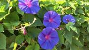 La planta trepadora de flores púrpura que es fácil de cultivar y transforma el jardín en un edén