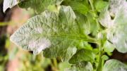 Planta de menta: qué significa que tenga manchas blancas y cómo solucionar el problema