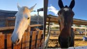Fallo inédito: condenaron a un hombre por maltrato animal y declararon a dos caballos seres sintientes
