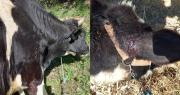 Murciélagos atacan ganado en Sipe Sipe: Reportan mordeduras y hay alerta en la zona
